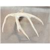 Image 6 : Wild Main Frame 5 Point Whitetail Shed Antler