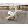 Image 7 : Wild Main Frame 5 Point Whitetail Shed Antler