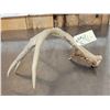 Image 8 : Wild Main Frame 5 Point Whitetail Shed Antler