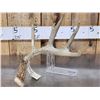 Image 9 : Wild Main Frame 5 Point Whitetail Shed Antler