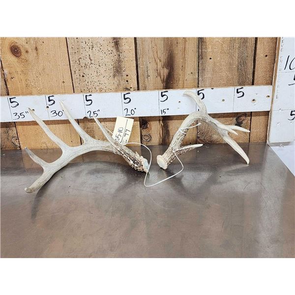 Set Of Freak Nontypical Whitetail Shed Antlers