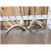 Image 1 : Set Of Freak Nontypical Whitetail Shed Antlers