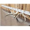 Image 2 : Set Of Freak Nontypical Whitetail Shed Antlers
