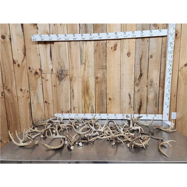 28.4 Lbs Of Deer Antlers