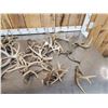 Image 2 : 28.4 Lbs Of Deer Antlers