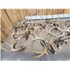 Image 4 : 28.4 Lbs Of Deer Antlers