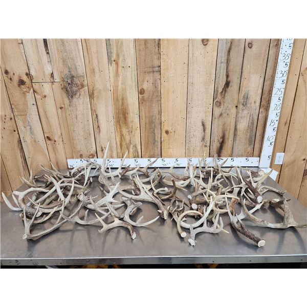 42.6 Lbs Of Deer Antlers