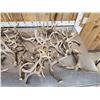 Image 2 : 42.6 Lbs Of Deer Antlers
