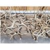 Image 3 : 42.6 Lbs Of Deer Antlers
