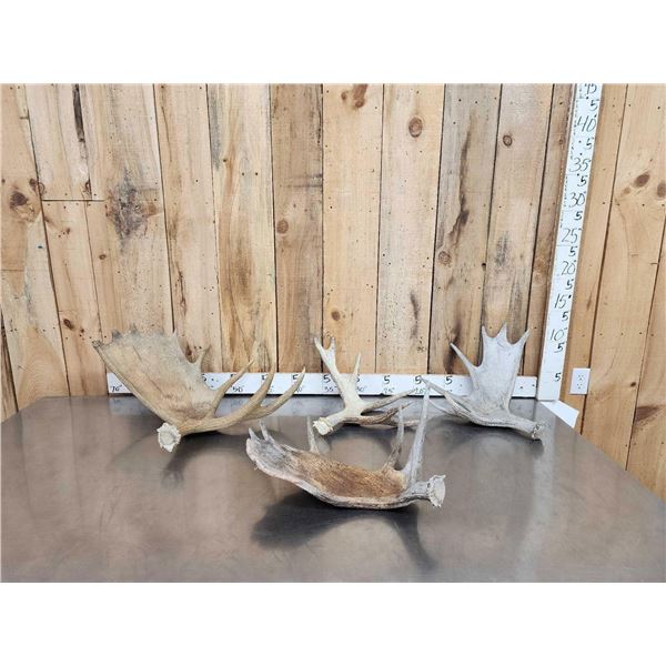 21.8 Lbs Of Moose Shed Antlers