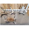 Image 2 : 21.8 Lbs Of Moose Shed Antlers