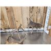 Image 5 : 21.8 Lbs Of Moose Shed Antlers
