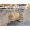 Image 7 : 21.8 Lbs Of Moose Shed Antlers