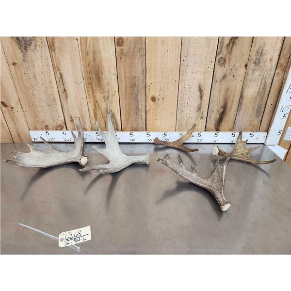 12.3 Lbs Of Moose Antlers