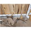 Image 2 : 12.3 Lbs Of Moose Antlers
