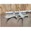 Image 4 : 12.3 Lbs Of Moose Antlers