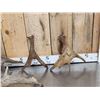 Image 6 : 12.3 Lbs Of Moose Antlers