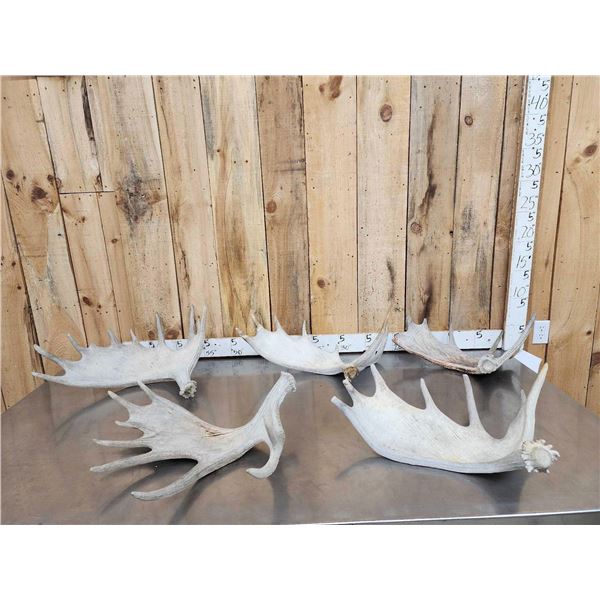 30.7 Lbs Of Moose Shed Antlers