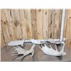 Image 1 : 30.7 Lbs Of Moose Shed Antlers
