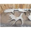 Image 3 : 30.7 Lbs Of Moose Shed Antlers