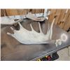 Image 4 : 30.7 Lbs Of Moose Shed Antlers