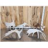 Image 5 : 30.7 Lbs Of Moose Shed Antlers