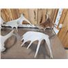 Image 6 : 30.7 Lbs Of Moose Shed Antlers