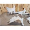 Image 7 : 30.7 Lbs Of Moose Shed Antlers