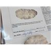 Image 3 : Adena Preform & Table Rock Stone Points Native American Artifact