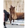 Image 3 : Native American Style Black Bear Head Dress