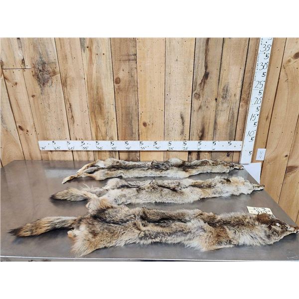 3 Coyote Soft Tanned Furs Taxidermy
