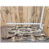 Image 1 : 3 Coyote Soft Tanned Furs Taxidermy
