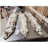 Image 5 : 3 Coyote Soft Tanned Furs Taxidermy