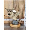 Image 1 : Alaskan Wolf Table Top Pedestal Taxidermy Mount