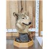 Image 2 : Alaskan Wolf Table Top Pedestal Taxidermy Mount