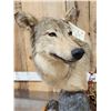 Image 3 : Alaskan Wolf Table Top Pedestal Taxidermy Mount