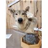 Image 4 : Alaskan Wolf Table Top Pedestal Taxidermy Mount