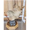 Image 5 : Alaskan Wolf Table Top Pedestal Taxidermy Mount