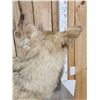 Image 6 : Alaskan Wolf Table Top Pedestal Taxidermy Mount