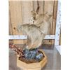 Image 7 : Alaskan Wolf Table Top Pedestal Taxidermy Mount