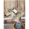 Image 9 : Alaskan Wolf Table Top Pedestal Taxidermy Mount