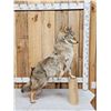 Image 2 : Coyote Full Body Taxidermy Mount