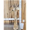 Image 4 : African Steenbok Full Body Taxidermy Mount