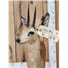 Image 5 : African Steenbok Full Body Taxidermy Mount