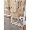 Image 7 : African Steenbok Full Body Taxidermy Mount