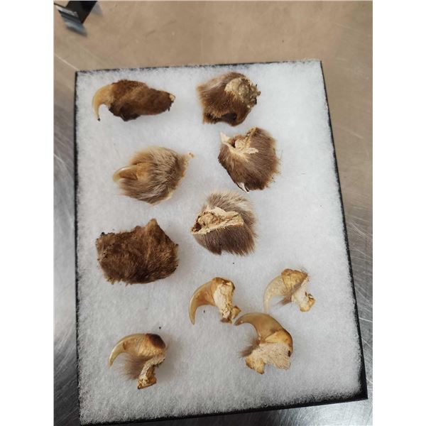 10 Mountain Lion Cougar Claws Taxidermy