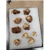 Image 1 : 10 Mountain Lion Cougar Claws Taxidermy