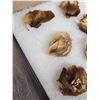 Image 2 : 10 Mountain Lion Cougar Claws Taxidermy