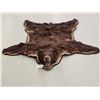 Image 1 : Big Chocolate Phase Black Bear Rug Taxidermy