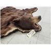 Image 9 : Big Chocolate Phase Black Bear Rug Taxidermy